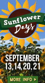 Sunflower Weekends - Springdale, AR