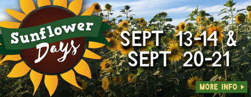 Sunflower Weekends - Sept 15-16 and Sept 22-23, 2023